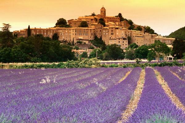 provence-campuri de lavanda